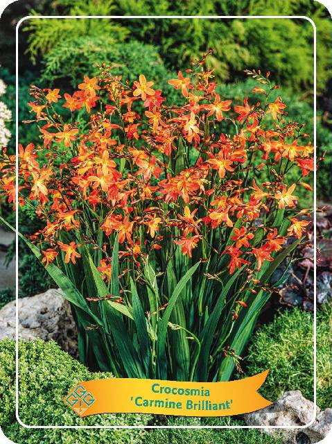 Bilde av Crocosmia-Spanne Plantesalg