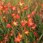 Bilde av Crocosmia x crocosmiiflora 'Carmine brilliant'-Spanne Plantesalg
