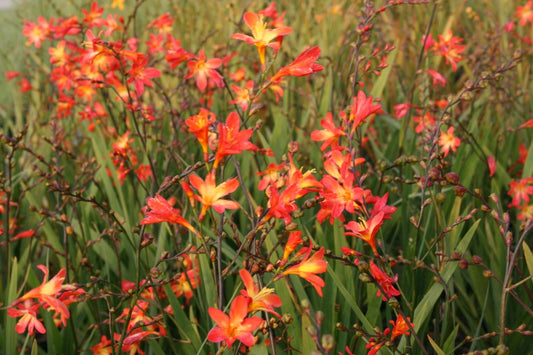 Bilde av Crocosmia x crocosmiiflora 'Carmine brilliant'-Spanne Plantesalg