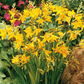 Bilde av Crocosmia x crocosmiiflora 'George Davidson'-Spanne Plantesalg