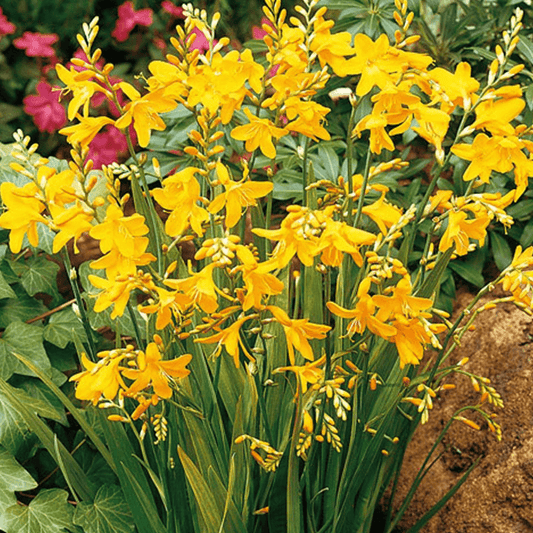 Bilde av Crocosmia x crocosmiiflora 'George Davidson'-Spanne Plantesalg