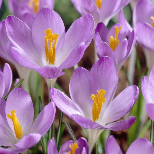 Bilde av Crocus tommasinianus-Spanne Plantesalg