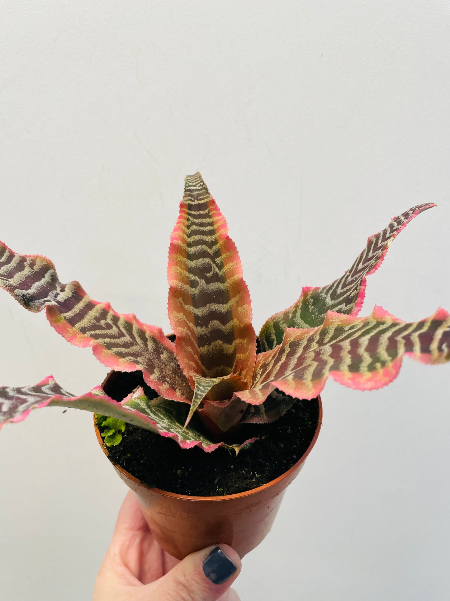 Bilde av Cryptanthus ‘Elaine’-Spanne Plantesalg