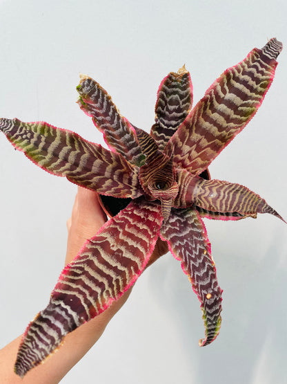 Cryptanthus ‘Elaine’