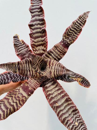 Cryptanthus zonatus