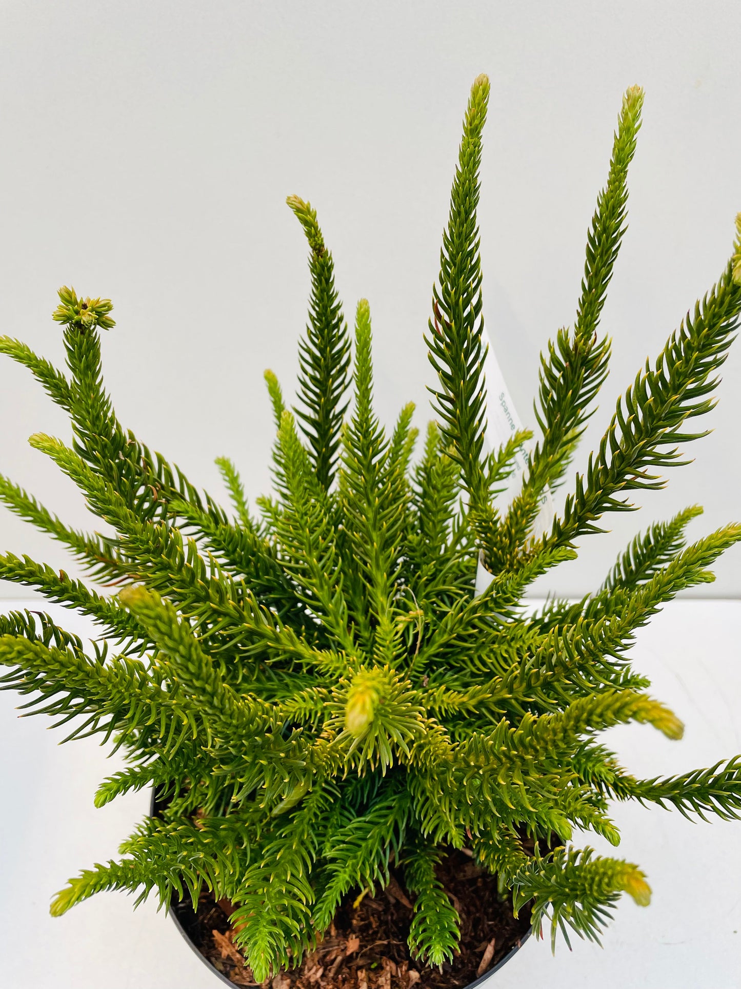 Bilde av Cryptomeria japonica ‘Dinger’-Spanne Plantesalg