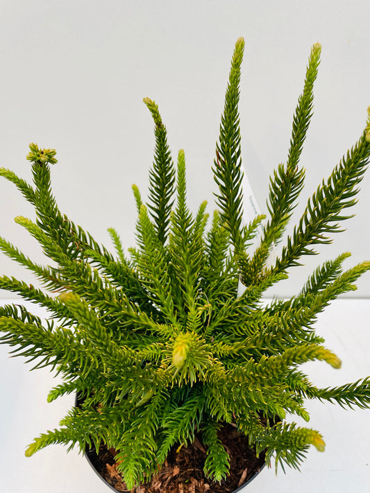 Bilde av Cryptomeria japonica ‘Dinger’-Spanne Plantesalg