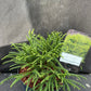 Bilde av Cryptomeria j. 'Little Champion'-Spanne Plantesalg