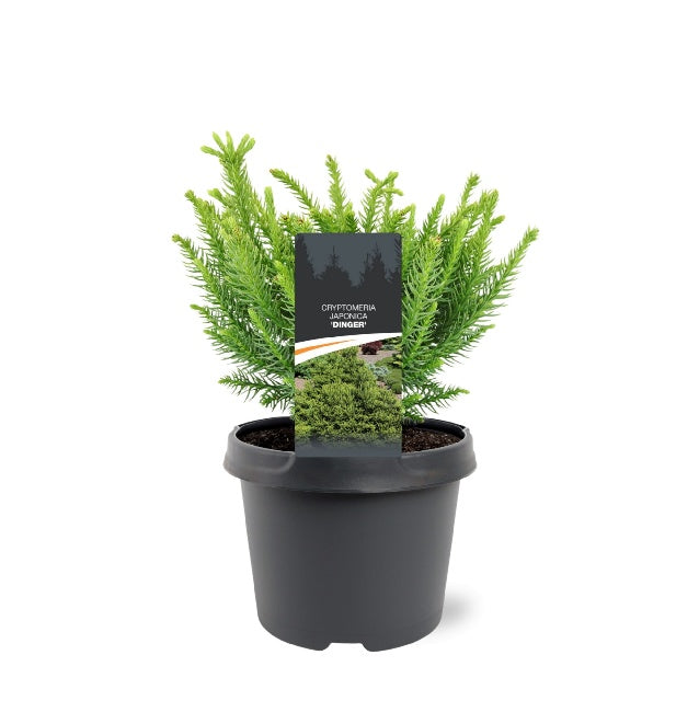 Bilde av CRYPTOMERIA JAP. DINGER-Spanne Plantesalg