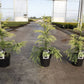 Bilde av CRYPTOMERIA JAP. SEKKAN SUGI-Spanne Plantesalg