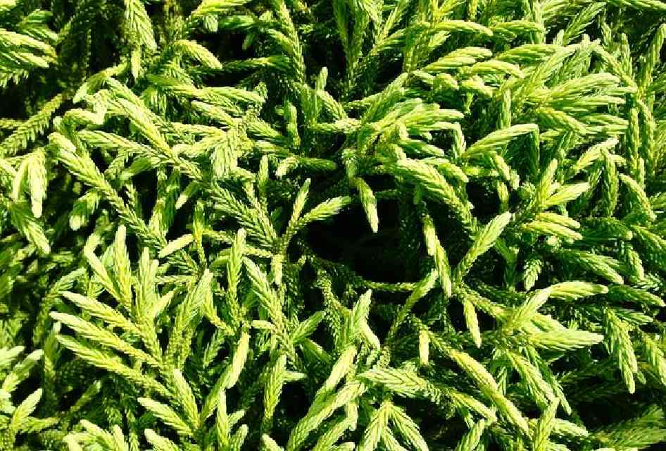 Bilde av CRYPTOMERIA JAP. GREEN PEARL-Spanne Plantesalg