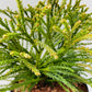 Bilde av Cryptomeria japonica ‘Little Champion’-Spanne Plantesalg