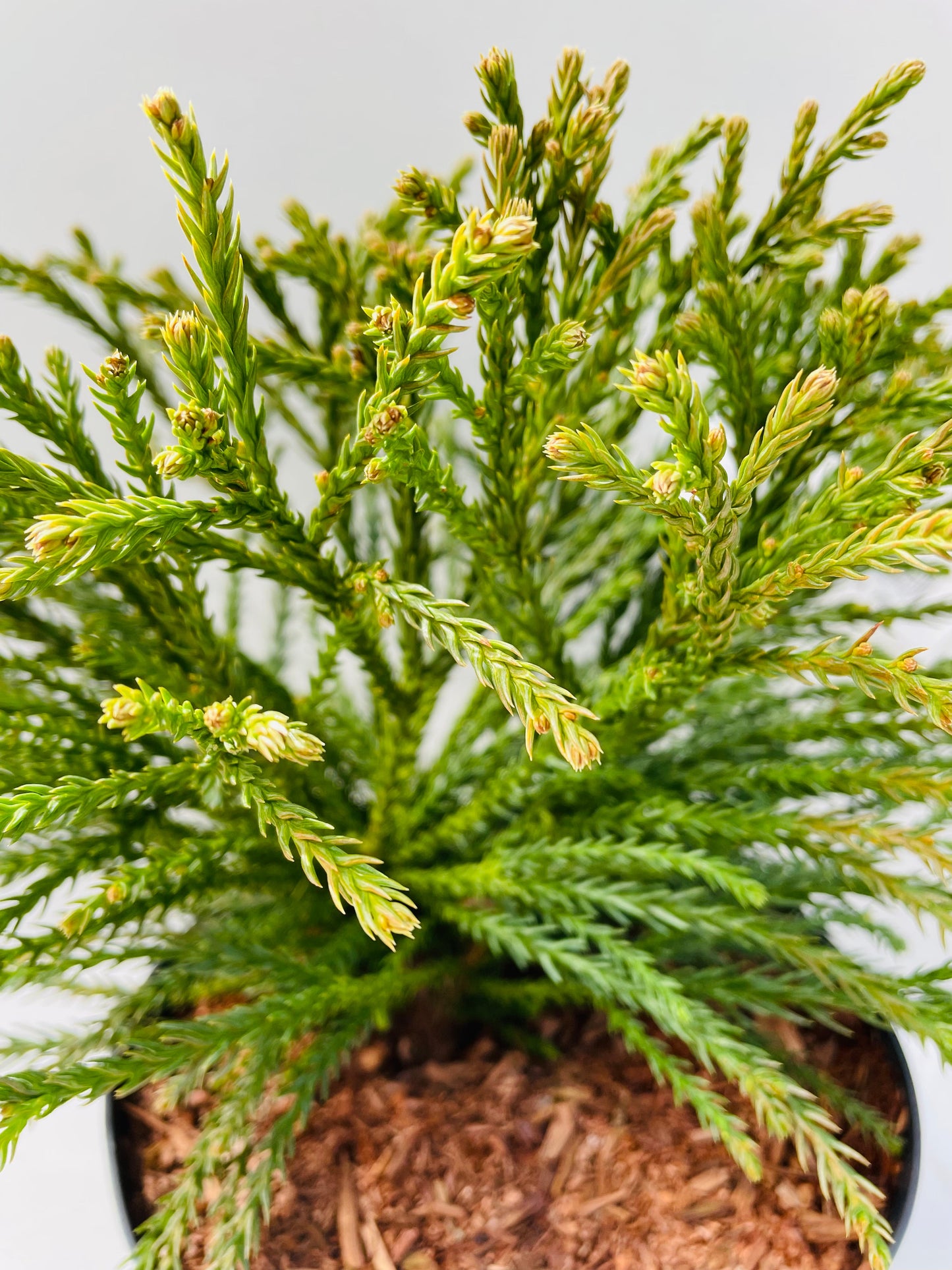 Bilde av Cryptomeria japonica ‘Little Champion’-Spanne Plantesalg