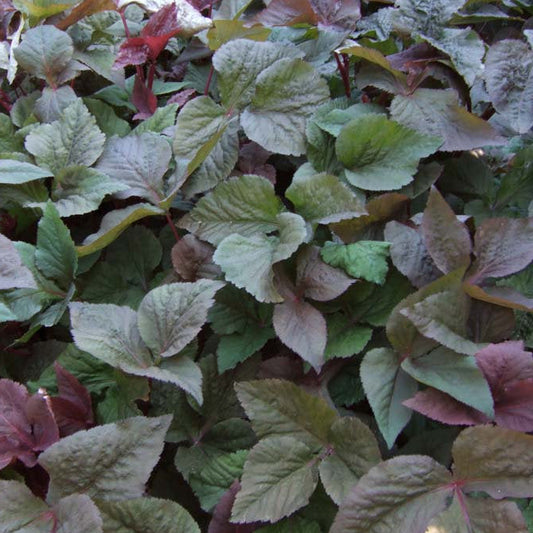Bilde av Cryptotaenia japonica atropurpurea-Spanne Plantesalg