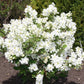 Bilde av Exochorda X Snow Day® 'Blizzard'-Spanne Plantesalg