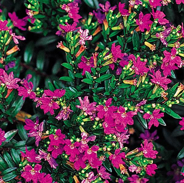 Bilde av Cuphea hyssopifolia Purple 3 st-Spanne Plantesalg