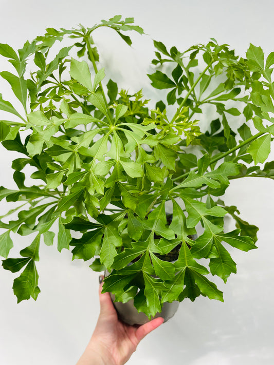 Bilde av Cussonia-Spanne Plantesalg