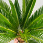 Bilde av Cycas revoluta-Spanne Plantesalg