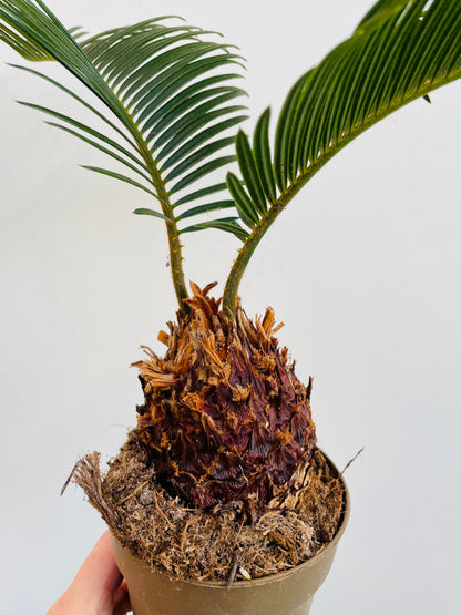 Bilde av Cycas revoluta-Spanne Plantesalg