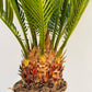 Bilde av Cycas revoluta-Spanne Plantesalg