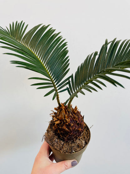 Bilde av Cycas revoluta-Spanne Plantesalg