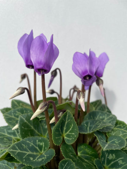 CYCLAMEN  'BLUE DRAGON'