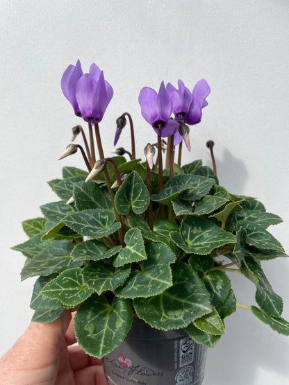 CYCLAMEN  'BLUE DRAGON'