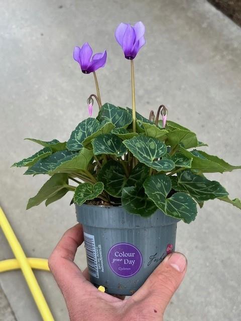 Bilde av CYCLAMEN 'BLUE DRAGON'-Spanne Plantesalg
