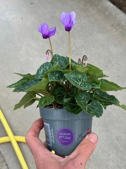 Bilde av CYCLAMEN 'BLUE DRAGON'-Spanne Plantesalg