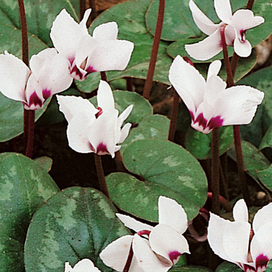 Bilde av Cyclamen coum 'Album'-Spanne Plantesalg