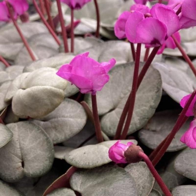 Bilde av Cyclamen coum 'Silver Leaf'-Spanne Plantesalg