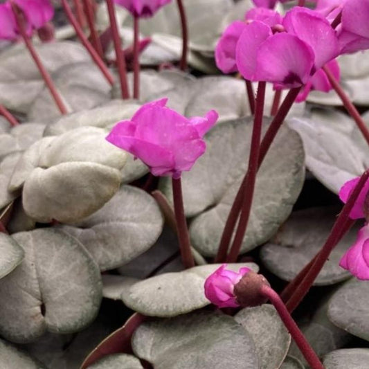 Bilde av Cyclamen coum 'Silver Leaf'-Spanne Plantesalg