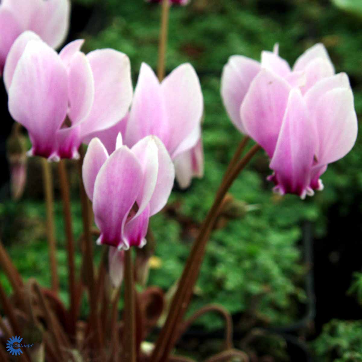 Bilde av Cyclamen hederifolium-Spanne Plantesalg