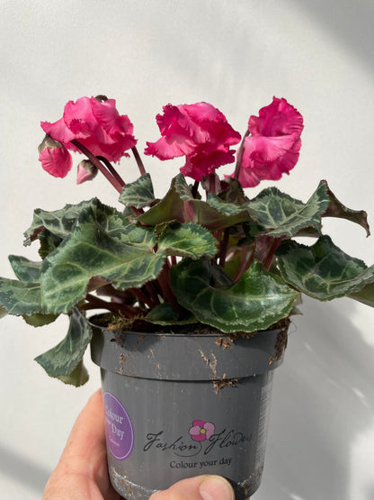CYCLAMEN  'METIS'