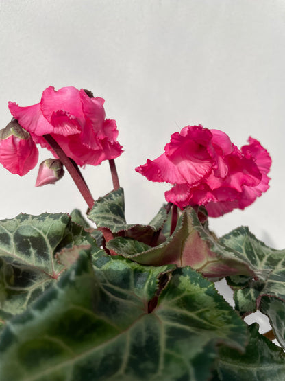 CYCLAMEN  'METIS'