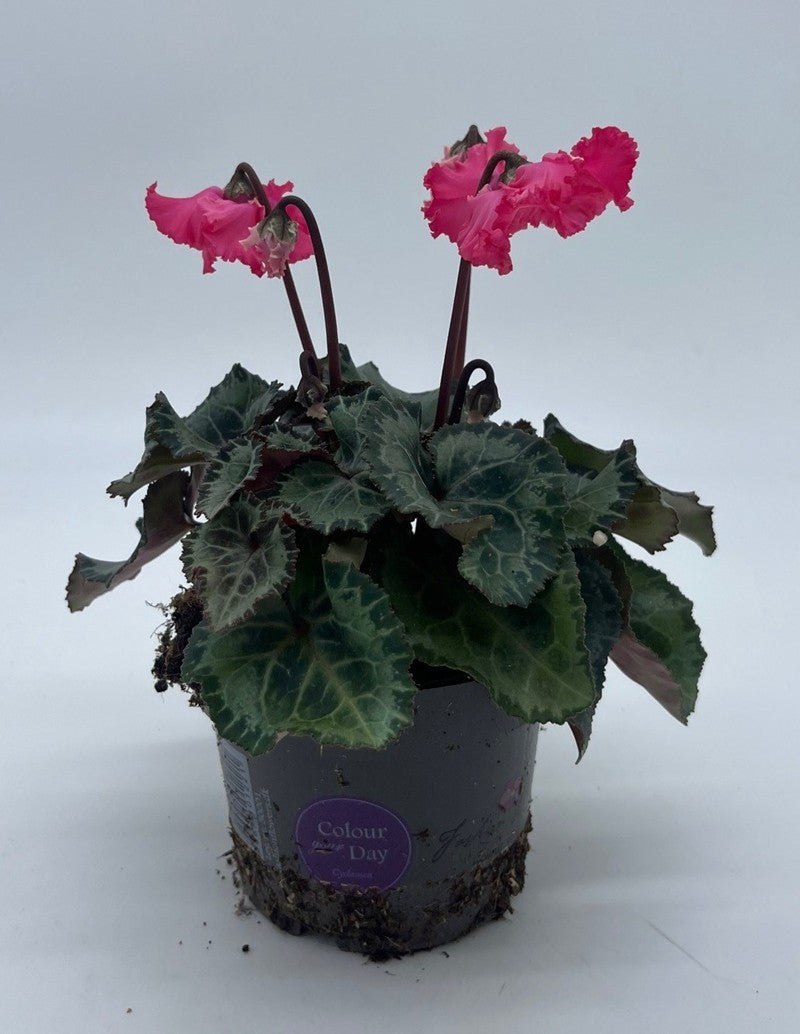 Bilde av CYCLAMEN 'METIS'-Spanne Plantesalg
