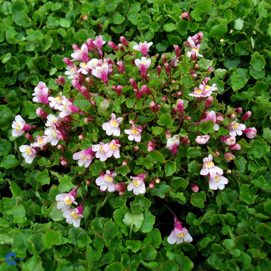 Bilde av Cymbalaria muralis 'Globosa Rosea'-Spanne Plantesalg