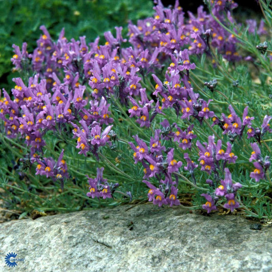 Bilde av Cymbalaria muralis-Spanne Plantesalg