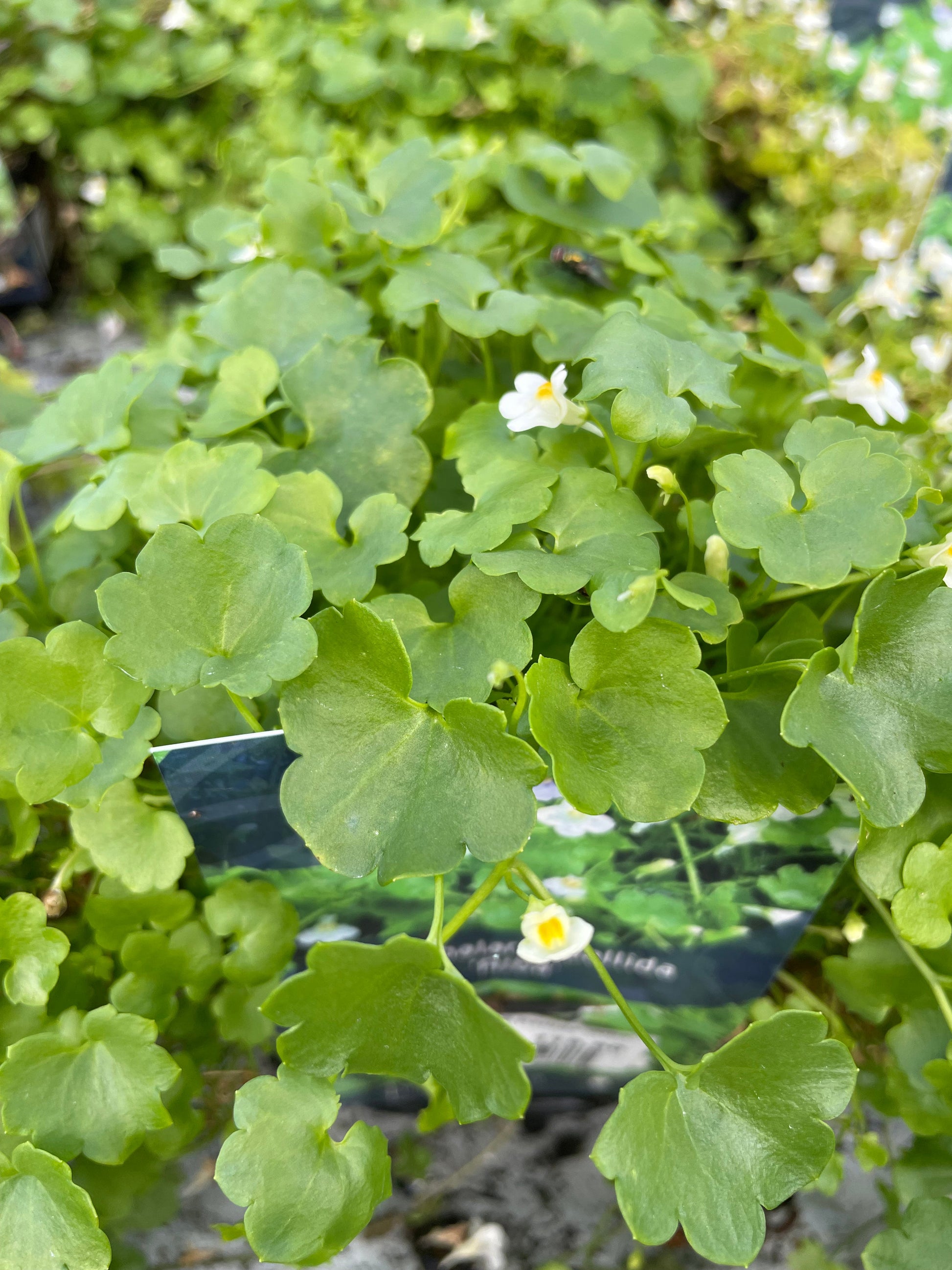 Bilde av Cymbalaria pallida 'Alba'-Spanne Plantesalg