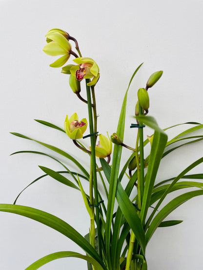 Bilde av Cymbidium gul-Spanne Plantesalg