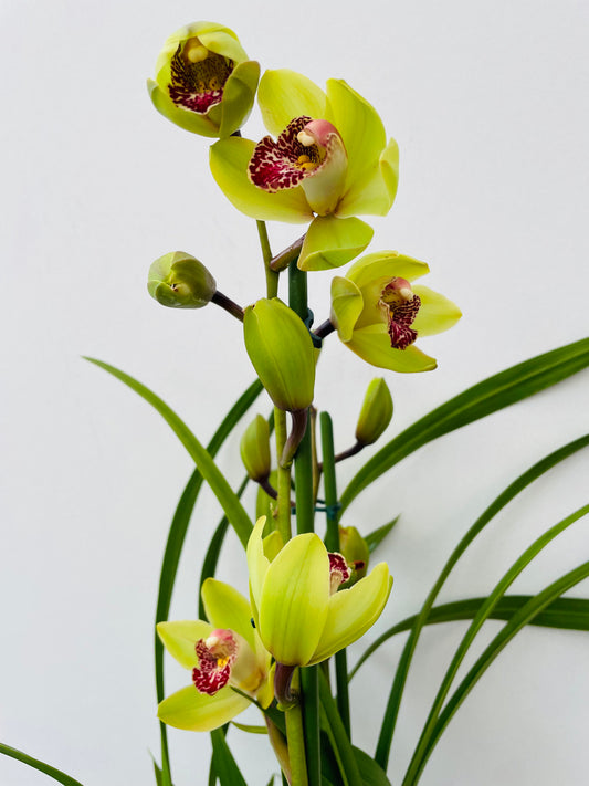 Bilde av Cymbidium gul-Spanne Plantesalg