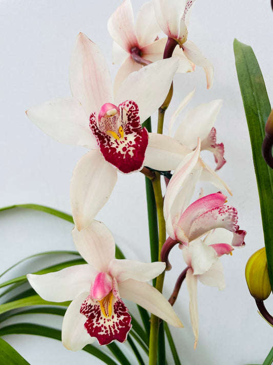 Bilde av Cymbidium rosa-Spanne Plantesalg