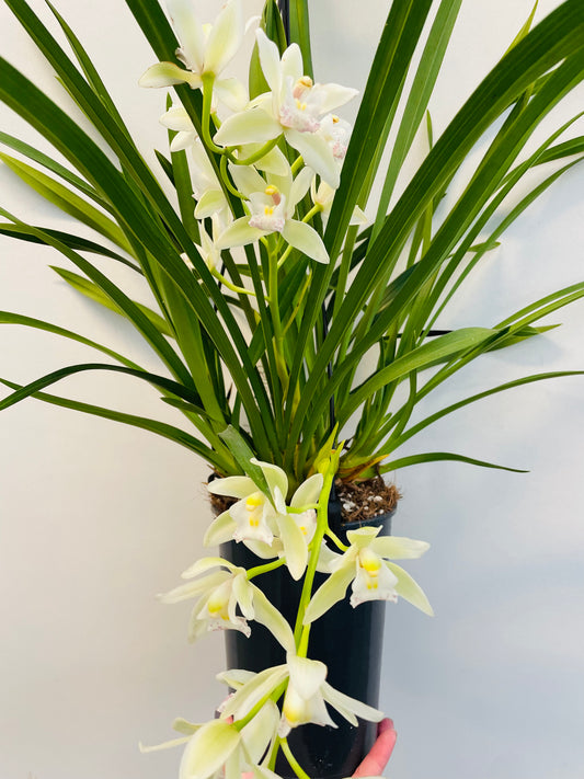 Bilde av Cymbidium-Spanne Plantesalg