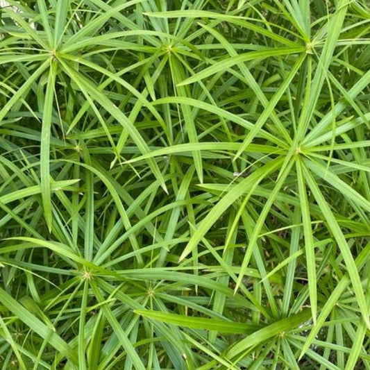 Bilde av Cyperus alternifolius-Spanne Plantesalg