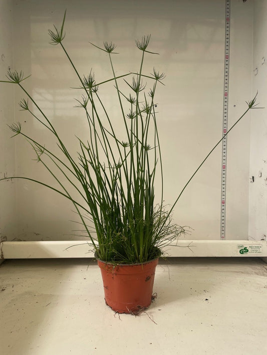 Bilde av CYPERUS HASPAN-Spanne Plantesalg