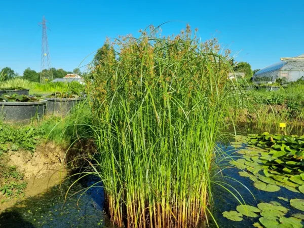 Bilde av Cyperus longus-Spanne Plantesalg