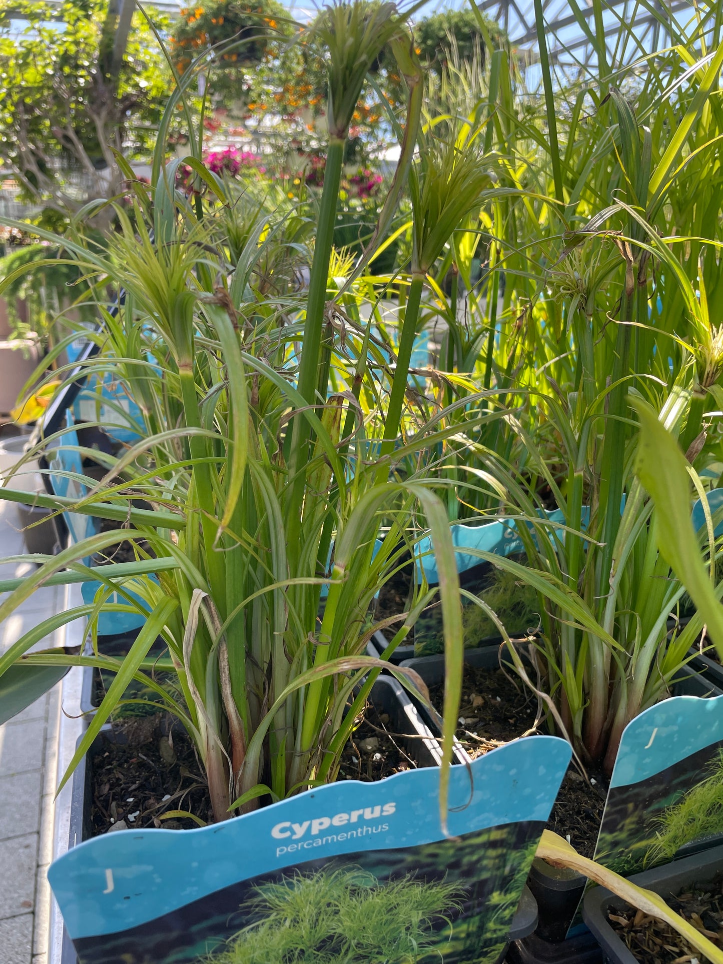 Bilde av Cyperus papyrus Percamentus-Spanne Plantesalg
