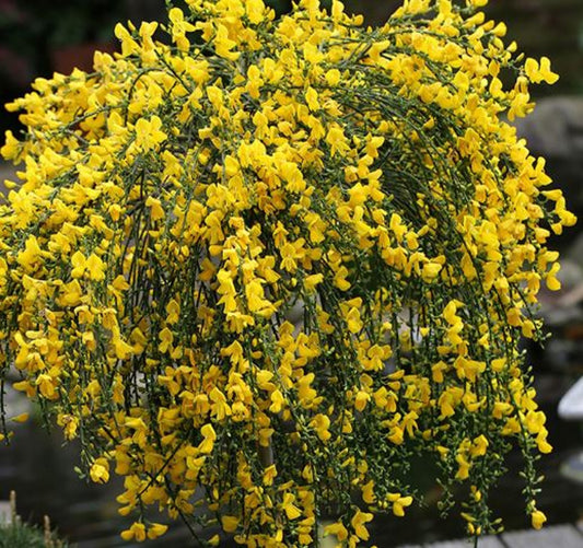 Bilde av Cytisus 'Golden Tears' stamme-Spanne Plantesalg