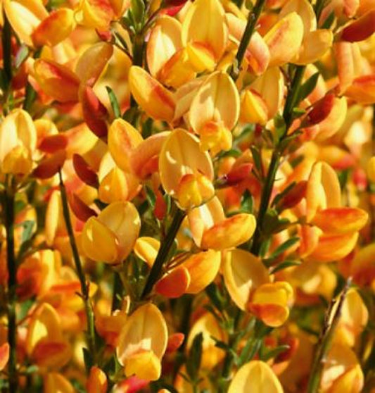 Bilde av Cytisus praecox 'Apricot Gem'-Spanne Plantesalg