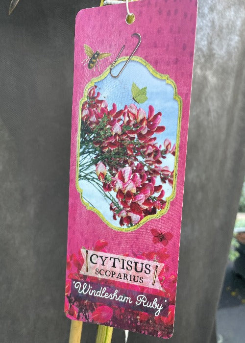 Bilde av Cytisus 'Windlesham Ruby'-Spanne Plantesalg